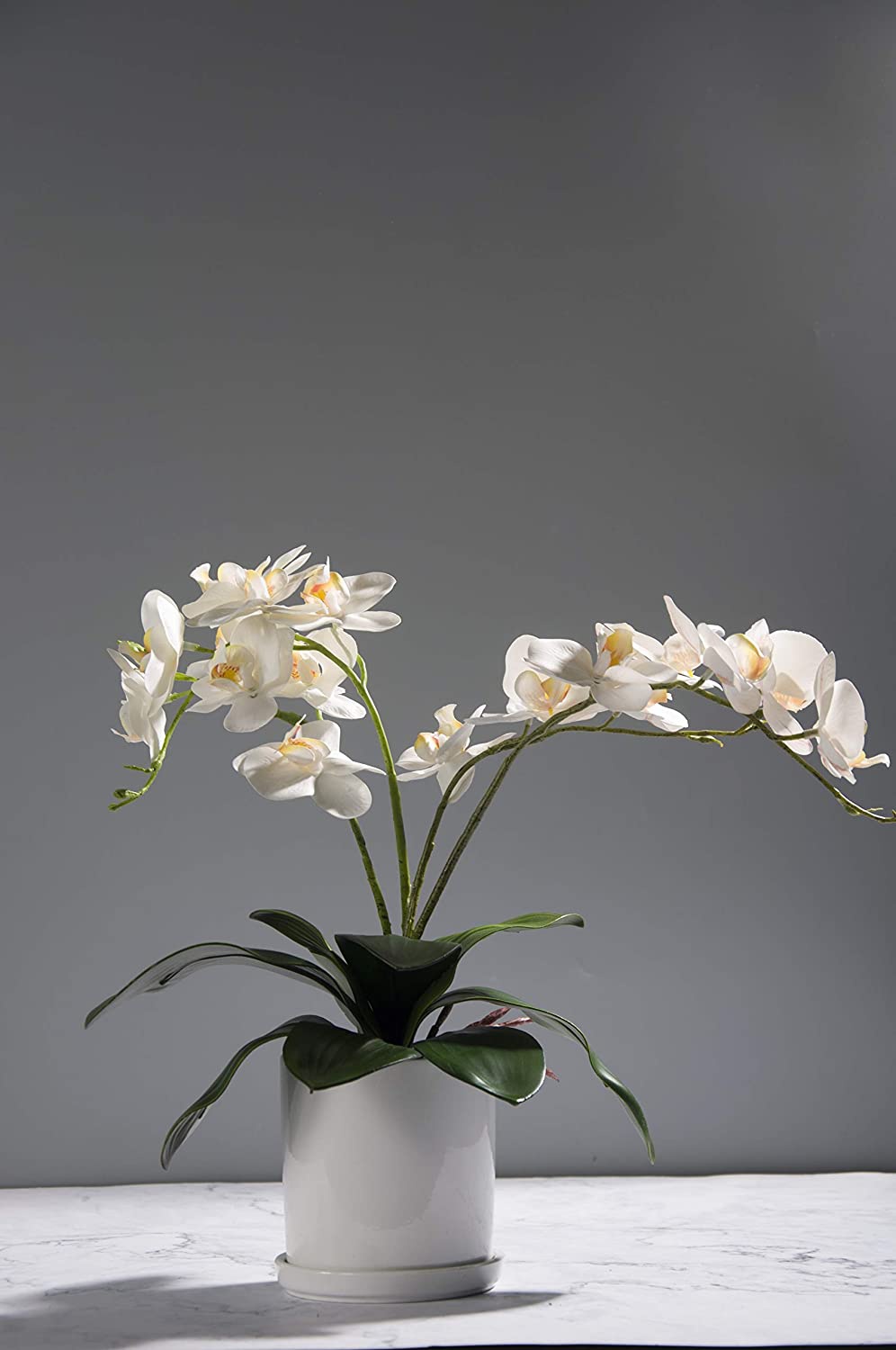 Phalaenopsis Orchids Leaves Ar - Orchid Phalaenopsis review and price