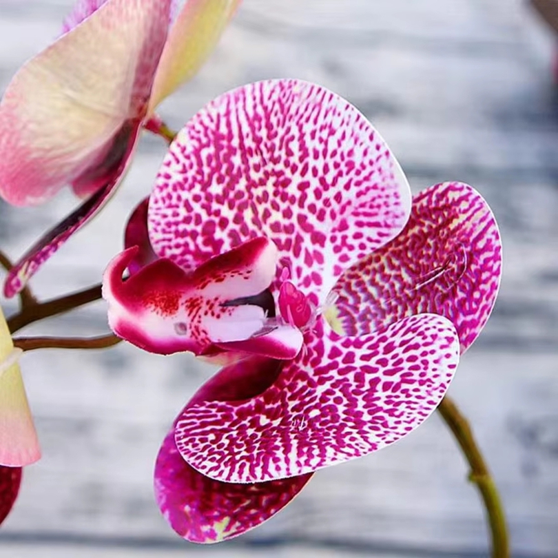 3D Artificial Flowers Plastic  - Orchid Phalaenopsis review and price