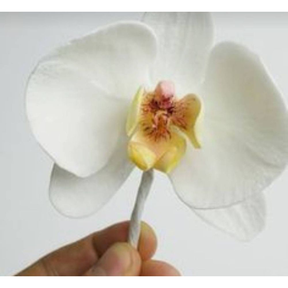 Orchid Flower Metal Cut Dies S - Orchid Phalaenopsis review and price