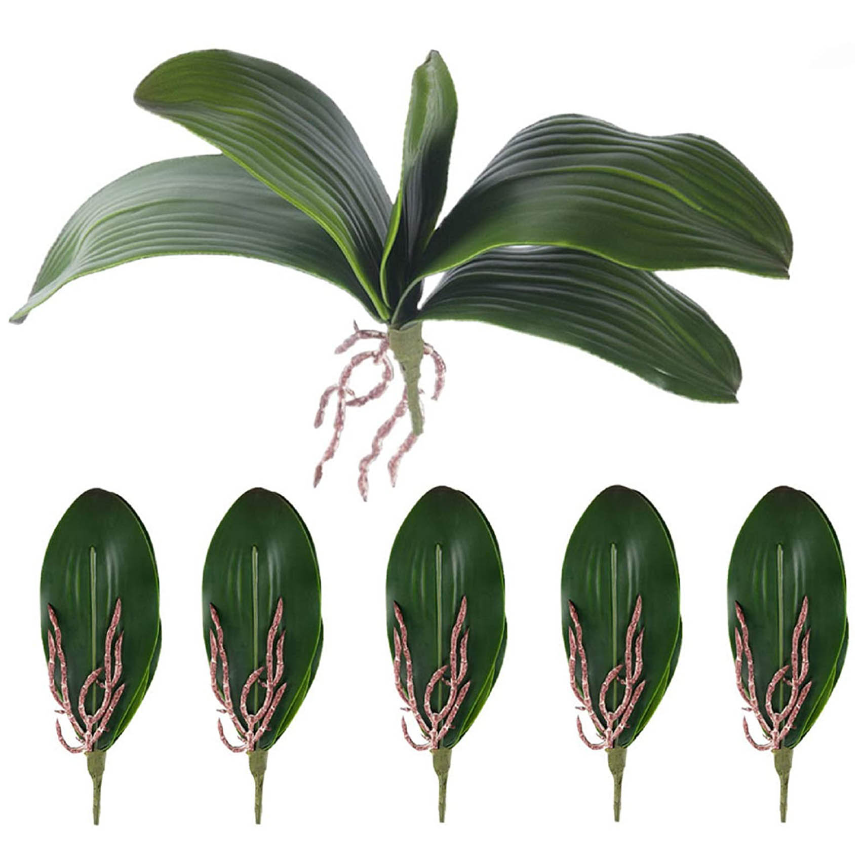 Phalaenopsis Orchids Leaves Ar - Orchid Phalaenopsis review and price