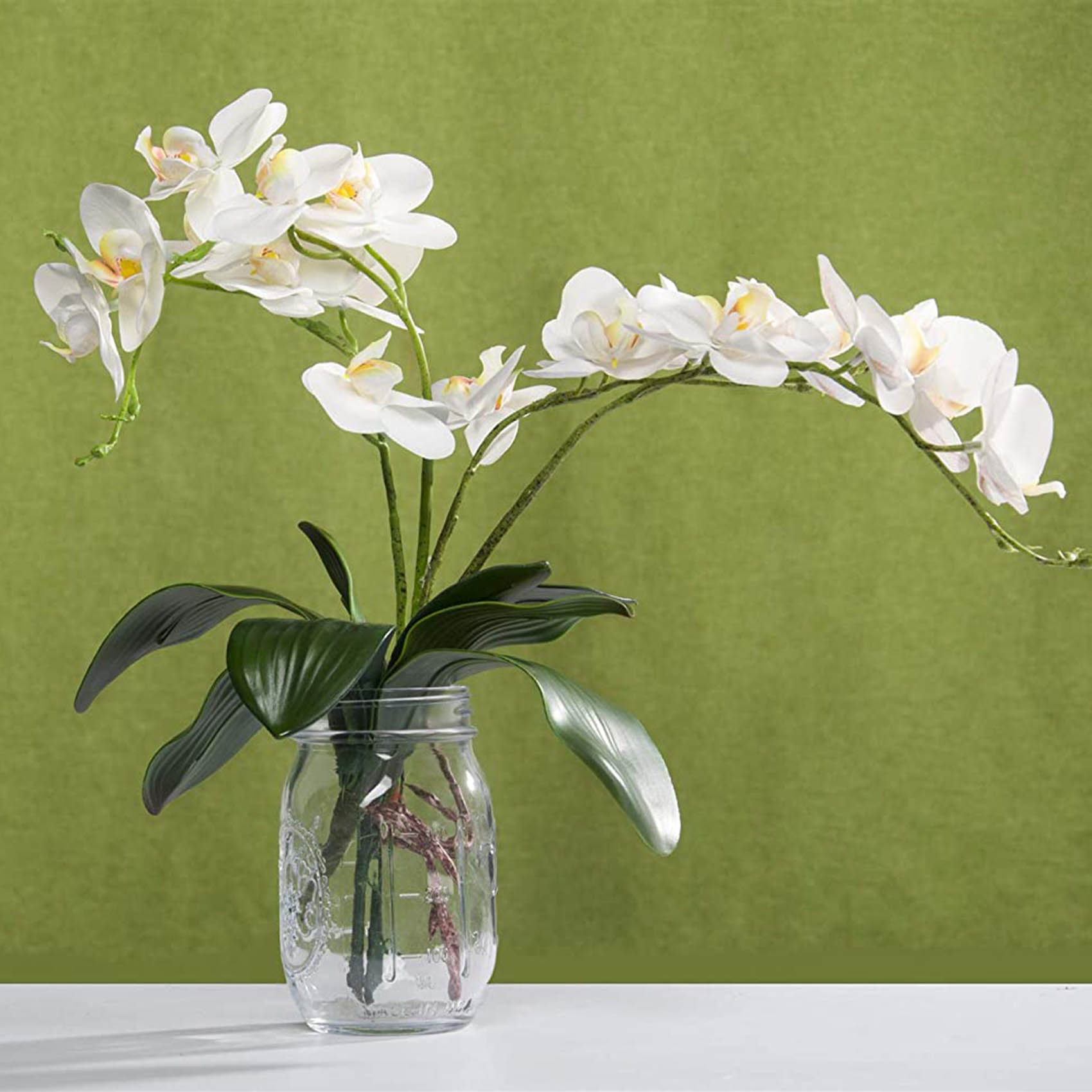 Phalaenopsis Orchids Leaves Ar - Orchid Phalaenopsis review and price